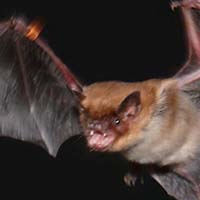 Bat