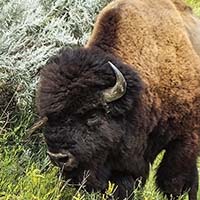 Bison