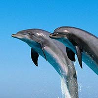Dolphin