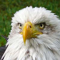 Eagle