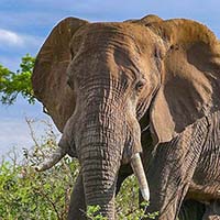 Elephant