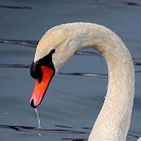 Swan