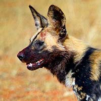 Wild Dog
