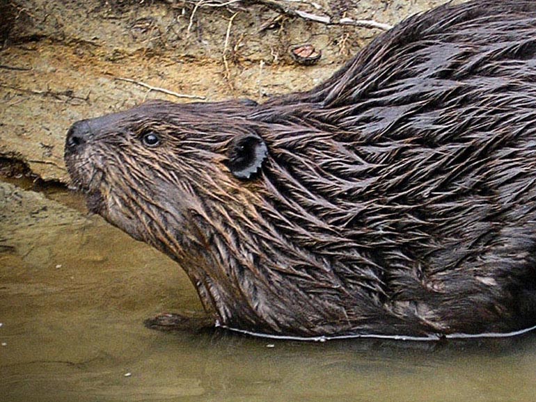 Beaver