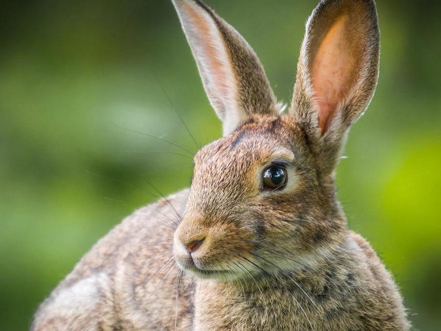 Cottontail