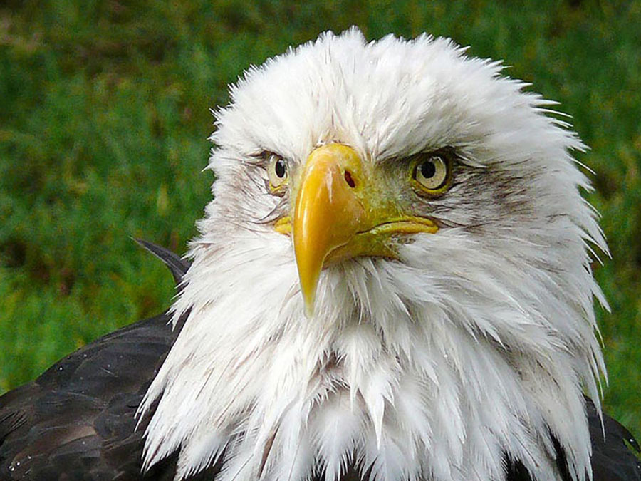 Eagle