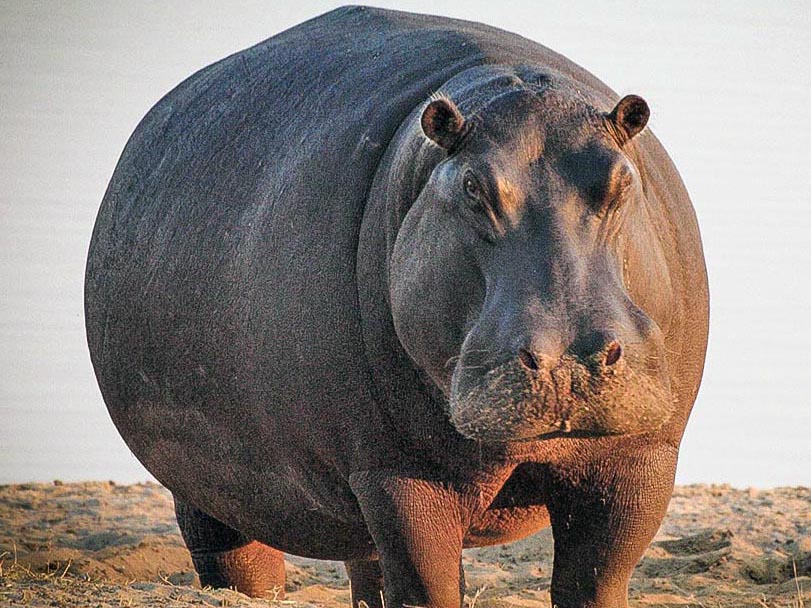 Hippo
