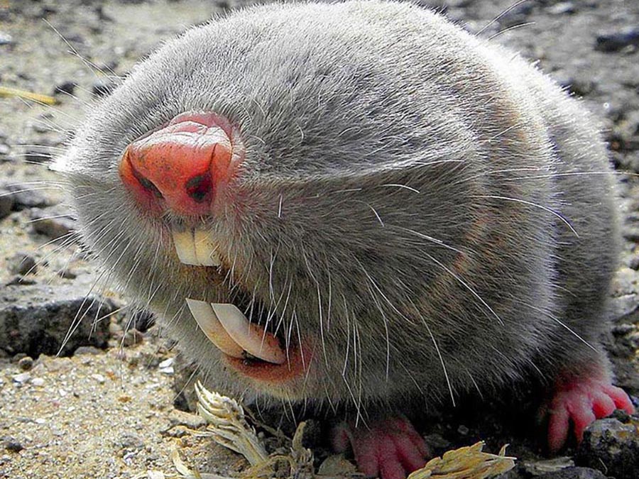 Mole