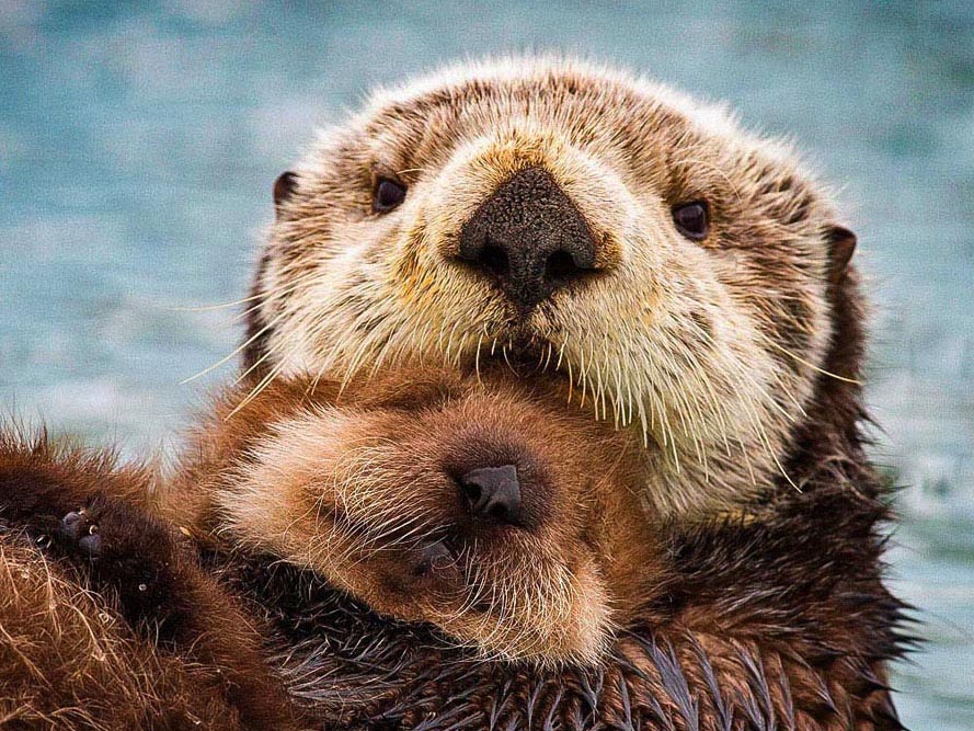 Otter