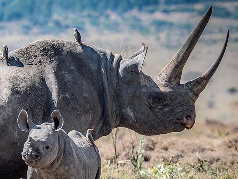 Rhino