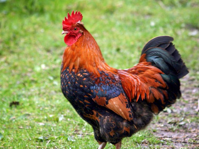 Rooster